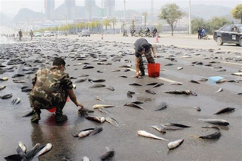 rains fish in honduras|fish raining from sky.